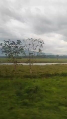 The video shows a vast, lush green field under a cloudy sky. In the middle ground, there's a small body of water resembling a pond or lake, with sparse trees scattered around. In the far distance, there's a mountain range. The scene appears to be filmed from a moving vehicle as the foreground vegetation blurs slightly. The overall mood is calm and rural.