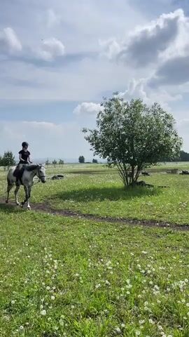 A person on a horse is riding on a dirt path through a field of green grass and white flowers. The person is wearing a helmet and riding attire. A tree is visible in the background. The sky is blue with white clouds.