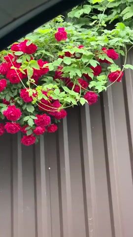 The video shows a view through a window of a bush of vibrant red roses hanging over a brown metal fence. The camera angle is slightly tilted upwards, capturing the fullness of the rose bush with its lush green leaves and numerous blooms. The fence has a corrugated or paneled texture, adding vertical lines to the background. The scene appears to be outdoors, with natural light illuminating the roses. The overall composition highlights the contrast between the organic beauty of the roses and the manufactured structure of the fence.