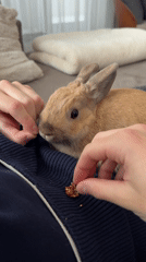 Person feeds treats to tan rabbit on lap
