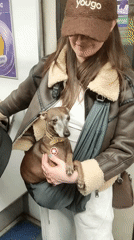 Woman travels subway with small dog in bag