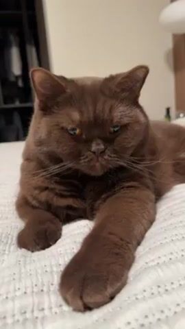 A chocolate brown cat with amber eyes and a thick coat lies on a white quilted bed. Its left paw is extended towards the camera. In the background are a dark wardrobe with clothing and a white lamp. The cat is the primary focus, looking directly at the camera with a calm expression.