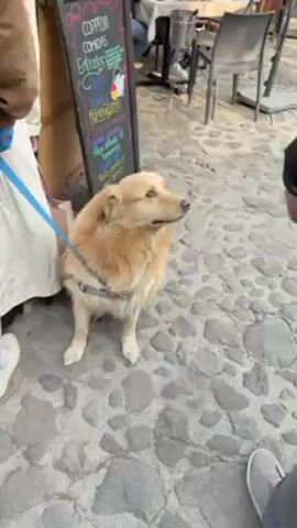 The video shows a medium-sized, golden-colored dog standing on a cobblestone street, wearing a gray harness and a blue leash held by someone standing out of frame to the left. A person in a black jacket approaches the dog and pets its head.  A chalkboard menu behind the dog lists food items in Spanish, including tacos, salmon, tuna, roast beef, and chicken. The area appears to be an outdoor dining space. The dog seems calm and enjoys the petting.