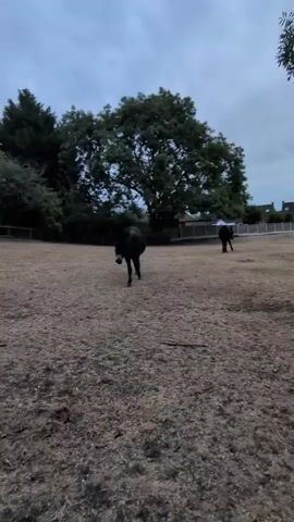 A black donkey walks towards the camera in an open, dry field under a cloudy sky. In the background, another black donkey stands to the right, and trees and buildings are visible beyond a fence. The camera angle is low, at ground level.