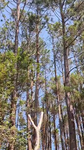 The video shows a low-angle shot looking up at a dense stand of tall pine trees against a clear blue sky. The sun is shining, casting dappled light through the canopy. In the foreground, a dead tree trunk with a distinct Y-shaped branch is visible. The overall impression is one of a sunlit forest with a focus on the towering trees.