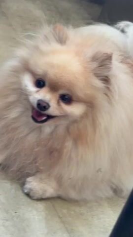 A light-colored Pomeranian dog is lying on a tiled floor. The dog is mostly light cream with some darker brown markings on its ears and face. It has a fluffy mane around its head and neck, large dark eyes, and its mouth is slightly open, with its tongue visible. The dog is looking directly at the camera with a relaxed expression. The floor appears to be made of light-colored square tiles. The lighting is overhead, casting a soft glow on the dog.