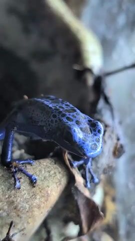 This is a close-up, vertical shot of a vibrant blue poison dart frog. The frog is perched on a rough, textured surface, likely a rock or piece of bark, with some dried leaves and twigs around it. Its skin is a striking, iridescent blue, marked with irregular black spots that create a dappled pattern across its back and head. The frog's body is muscular and appears slightly damp. Its front and back legs are clearly visible, with its toes gripping the surface.

The background is blurred, creating a shallow depth of field that emphasizes the frog. It appears to be in a naturalistic setting, possibly a terrarium or a humid forest environment. The lighting is soft, highlighting the frog's bright coloration without harsh shadows. The overall mood is one of natural beauty and the striking allure of this unique amphibian. There is no visible text in the media.