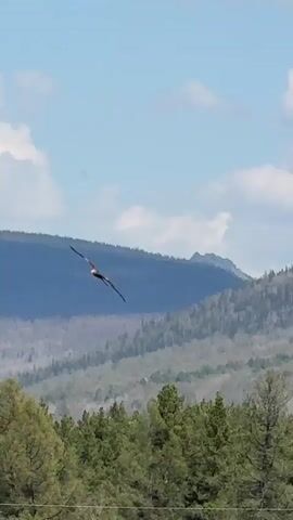 The video shows a bird soaring in the sky, its wings outstretched, against a backdrop of blue sky with puffy white clouds. Below the bird is a mountain range covered with trees, and in the foreground are the tops of more trees, likely indicating the viewer is at a lower elevation. The bird appears to be a raptor of some kind, possibly an eagle, and it is flying away from the camera. The overall scene conveys a sense of nature and freedom.