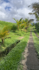 Rural rice paddies and road documented in Penebel, Indonesia