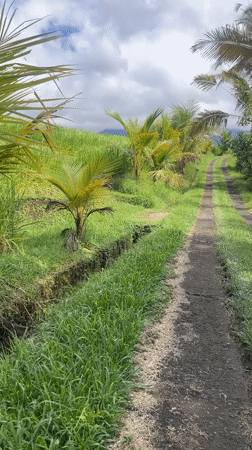 Rural rice paddies and road documented in Penebel, Indonesia