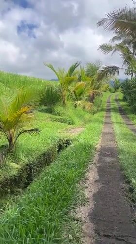 Rural rice paddies and road documented in Penebel, Indonesia