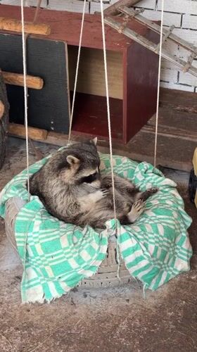 Raccoon chills on a tire swing in Chaikovsky