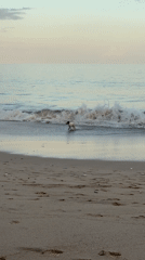Beach scenes with dog, selfie-taking woman captured in Kuta
