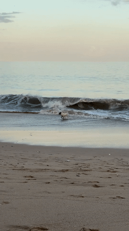 Beach scenes with dog, selfie-taking woman captured in Kuta