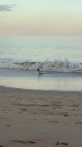 Beach scenes with dog, selfie-taking woman captured in Kuta