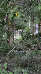 Rainy morning documented in Choeng Thale with wildlife, Tesla