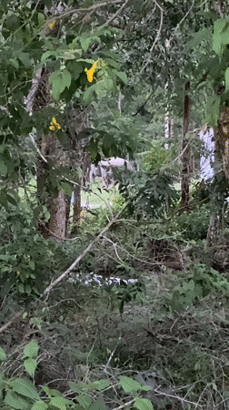 Rainy morning documented in Choeng Thale with wildlife, Tesla