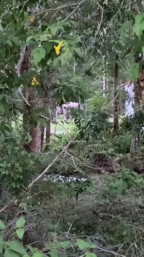 Rainy morning documented in Choeng Thale with wildlife, Tesla