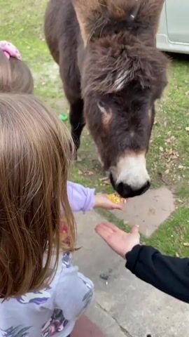A brown donkey is eating food from the hands of two young children. The donkey's head is down, and it is nosing the food. One child is wearing a purple sweater and has a pink bow in her hair. She is smiling and laughing. The other child is facing away from the camera. The background is a grassy area with a fence.