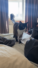 Blue-eyed tuxedo cat and tabby relaxing indoors, Noviy