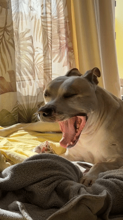 Morning moments: Dog yawning, coffee on balcony in Varna