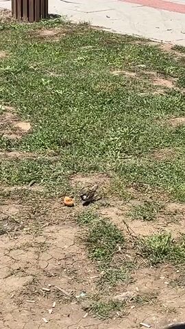 The scene is a close-up shot of a patch of grass and dirt near a sidewalk, with a wooden trash can partially visible in the upper-left corner. A small brown and gray bird is seen pecking at a small piece of food, possibly bread or a similar snack, on the ground. The ground is dry and cracked with sparse patches of grass. There are several cigarette butts scattered on the ground near the bird. The sidewalk is made of concrete and has a red stripe along the edge. The lighting suggests it is daytime, with the area illuminated by sunlight.