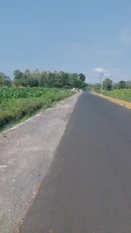 This is a first-person perspective video of someone riding on a road with a paved surface. To the left of the road is a dirt shoulder with a narrow irrigation ditch running alongside it. Beyond the ditch are green crops and trees. To the right of the road are more green crops and a yellow-ish border. In the distance, there are more trees and hills under a clear blue sky with a single white cloud. There are utility poles and wires visible along the right side of the road. The video shows movement as the camera appears to be either walking or biking, capturing the road stretching into the distance.
