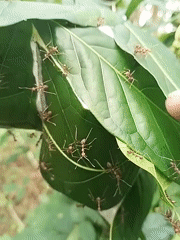 Forest ant colony nest-building activity documented by witnesses