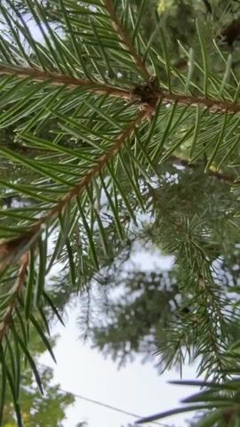This is a close-up, low-angle shot looking up through the branches of a pine tree. The needles are a vibrant green, and the branches are a woody brown. In the background, the sky is visible, appearing overcast and white. The sunlight is diffused, creating a soft glow. The overall impression is one of natural beauty and tranquility.