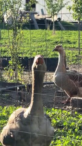 The video shows a group of geese enclosed by a wire fence. The geese are of varying colors, including gray and white. They are standing in a grassy area with a few small trees and shrubs. In the background, there is a white building and what appears to be a broken-down tractor. The geese are honking and appear to be alert. One goose is prominently positioned in the foreground, its long neck extended upward. The lighting suggests it is daytime, and the scene appears to be taking place on a farm or rural property.