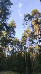 Forest canopy documented from ground level in Chaikovsky, Russia