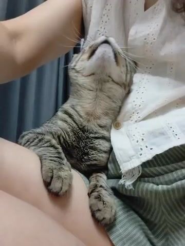A domestic cat with tabby markings is being held by a person. The cat is looking upwards, with its head tilted back and its eyes closed. Its paws are resting on the person's lap. The person is wearing a white, eyelet-style blouse and green and white striped shorts. The setting appears to be indoors, with a grey curtain visible in the background. The lighting suggests it could be daytime. The overall mood is one of comfort and affection. There is no visible text in the media file.