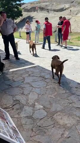 A group of people are walking around a historical site with a few dogs. The ground is paved with large stones. In the foreground, a person is seated and looking at a display. Further back, several people are walking and observing the surroundings. Two dogs are walking in the middle ground, and one dog is in the foreground, walking away from the camera. In the background, there is a rocky hill with a few people standing on it. The environment appears to be sunny and outdoors.