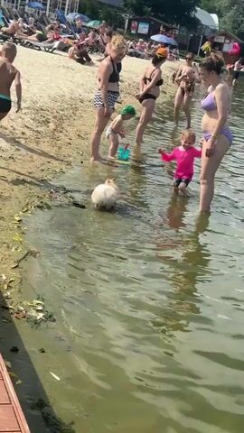 This is a short, handheld video clip filmed on a sunny day at a beach, likely during the summer. The scene is set beside a body of water, possibly a river or lake, with a sandy beach populated by many people. 

In the foreground, the edge of a wooden dock is visible on the left. The water itself appears somewhat murky and has some debris along the shoreline, including leaves and vegetation. Several adults and children are wading in the shallow water. On the beach, numerous people are sunbathing on lounge chairs or walking along the sand. There are also some beach umbrellas and structures, suggesting a recreational area.

The main focus of the video appears to be the interactions between the people in the water. A small, light-colored dog is playing in the water, splashing around. A young child in a bright pink swimsuit is near the dog, and an adult is holding their hand, seemingly guiding them. Another child, wearing a green cap, is also in the water. The overall mood seems relaxed and enjoyable, consistent with a day at the beach. The lighting suggests it is daytime, with bright sunshine casting shadows. There is no visible text in the video.