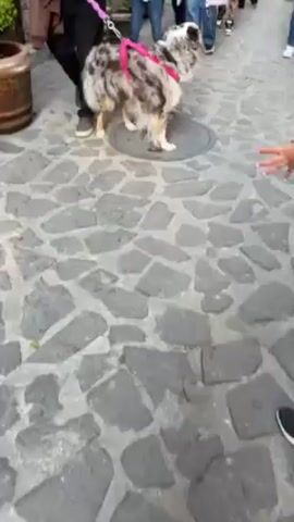 The video shows an Australian Shepherd standing on a manhole cover. The dog is wearing a pink harness and is on a pink leash. A person is holding the leash. The dog walks off the manhole cover and the person follows. Other people are walking in the background. The ground is cobblestone.