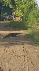 Monitor lizard crosses dirt road in Lhokseumawe, Indonesia