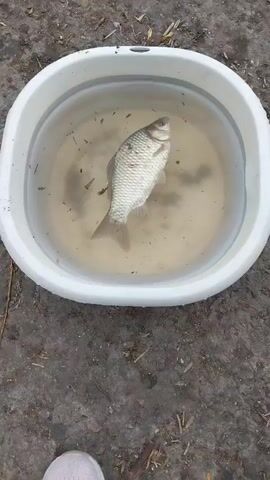 A fish lies in a white bucket filled with murky water. The fish is silver and appears to be dead or dying, with some red marks visible on its side. The bucket is sitting on the ground, which is covered in dirt and small debris. The video is shot from above, looking down into the bucket.