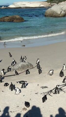 The video shows a beach with numerous penguins. Many of them are standing on the sand, while some are clustered on a rock. A few are lying down. The ocean is visible in the background, with small waves breaking on the shore. In the distance, there are large rocks and landmasses. There are some shadows of people in the bottom left of the frame. There also appears to be some kelp-like seaweed on the sand.