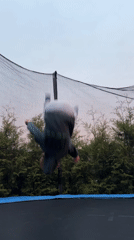 Child plays on trampoline during sunset in Carnikava, Latvia