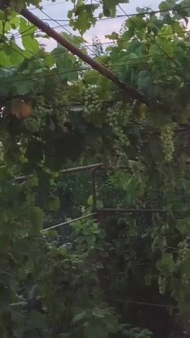 A close-up shot shows a cluster of green grapes hanging from a vine. The grapes are small and round, with a light green color. They are grouped together in bunches, with some individual grapes hanging lower than others. The vine is supported by a metal structure, and there are green leaves visible in the background. The lighting is dim, suggesting it is either early morning or late evening.