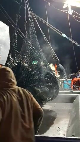 A fishing boat deck at night.  Several individuals wearing orange rain gear are seen.  A large net filled with what appears to be crabs is being hoisted by chains and ropes.  The net is being lowered towards a boat deck area.  The crabs are visible within the net.  Steam or mist is rising from the net.