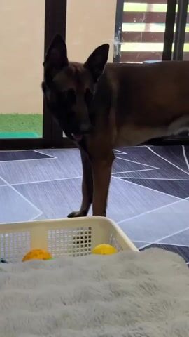 A Belgian Malinois dog stands in a room with a geometric patterned floor and a brown shag carpet. The dog is looking to its left, with its tongue slightly out. In the foreground, a white plastic basket contains yellow objects, and a fluffy white rug is visible. On the carpet, there are several torn pieces of yellow, purple, and light blue fabric. A glass door and a portion of a wooden fence are visible in the background.