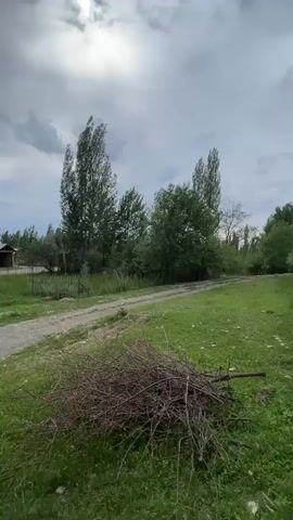 The video pans across a rural landscape under a cloudy sky. The foreground shows a pile of dried branches on lush green grass. A gravel road curves into the distance, bordered by more green grass and some wildflowers. Tall, slender trees with green leaves dominate the mid-ground, their branches swaying slightly. In the background, several small buildings with light-colored walls and darker roofs are visible, nestled amongst more trees. A mountain range can be faintly seen in the far distance. The overall impression is one of a peaceful, natural setting, possibly in a village or countryside.