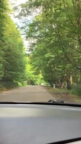 The video is a first-person perspective shot from inside a car driving on a paved road through a lush green forest. Tall trees with dense foliage line both sides of the road, creating a natural tunnel effect. Sunlight filters through the leaves, casting dappled shadows on the asphalt. In the distance, other vehicles can be seen on the road, and there appear to be a couple of pedestrians on the right side of the road. The car's dashboard is visible in the foreground. The overall impression is one of a serene drive through a vibrant, green natural landscape.