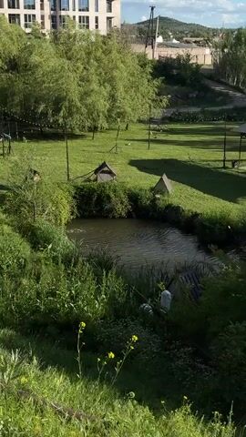 A tranquil outdoor scene presents a small pond surrounded by lush greenery. The pond's surface reflects the sky above, and is disturbed by ducks swimming.  Several wooden duck houses dot the landscape around the pond. The surrounding grassy area is dotted with upright poles supporting what appears to be string lights. A modern apartment building is visible in the background, and a winding road can be seen ascending a hill in the distance. Sunlight casts shadows across the grass, creating a sense of depth and texture in the scene. The overall atmosphere is one of peace and tranquility.
