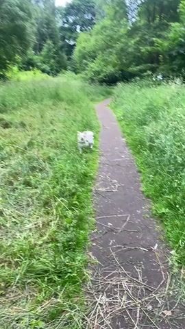 A small white dog with tan markings is walking on a dirt path in a grassy area with trees in the background. The dog is wearing a harness and is trotting towards the camera. The path is narrow and winds through the grass. The trees are lush and green, indicating it is summer. The dog appears to be happy and energetic.