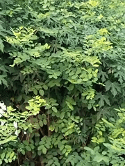Close-up look at layered tropical foliage in Bekasi