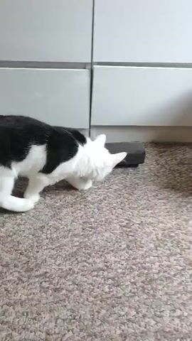 A black and white cat is shown on a beige carpet. The cat is in a crouched position with its head down, sniffing at a black rectangular object on the floor. In the background, a white cabinet with horizontal drawers is visible. The lighting appears to be indoor.