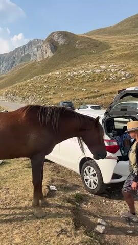 A brown horse stands next to a white car, with its head lowered toward the open trunk. A person wearing a hat and shorts is reaching into the trunk, interacting with the horse. In the background, there are more horses, people, and a mountainous landscape with a cloudy sky. The ground is covered in dry grass and rocks.