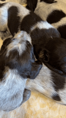 Sleeping puppies and family moment captured in Khimki